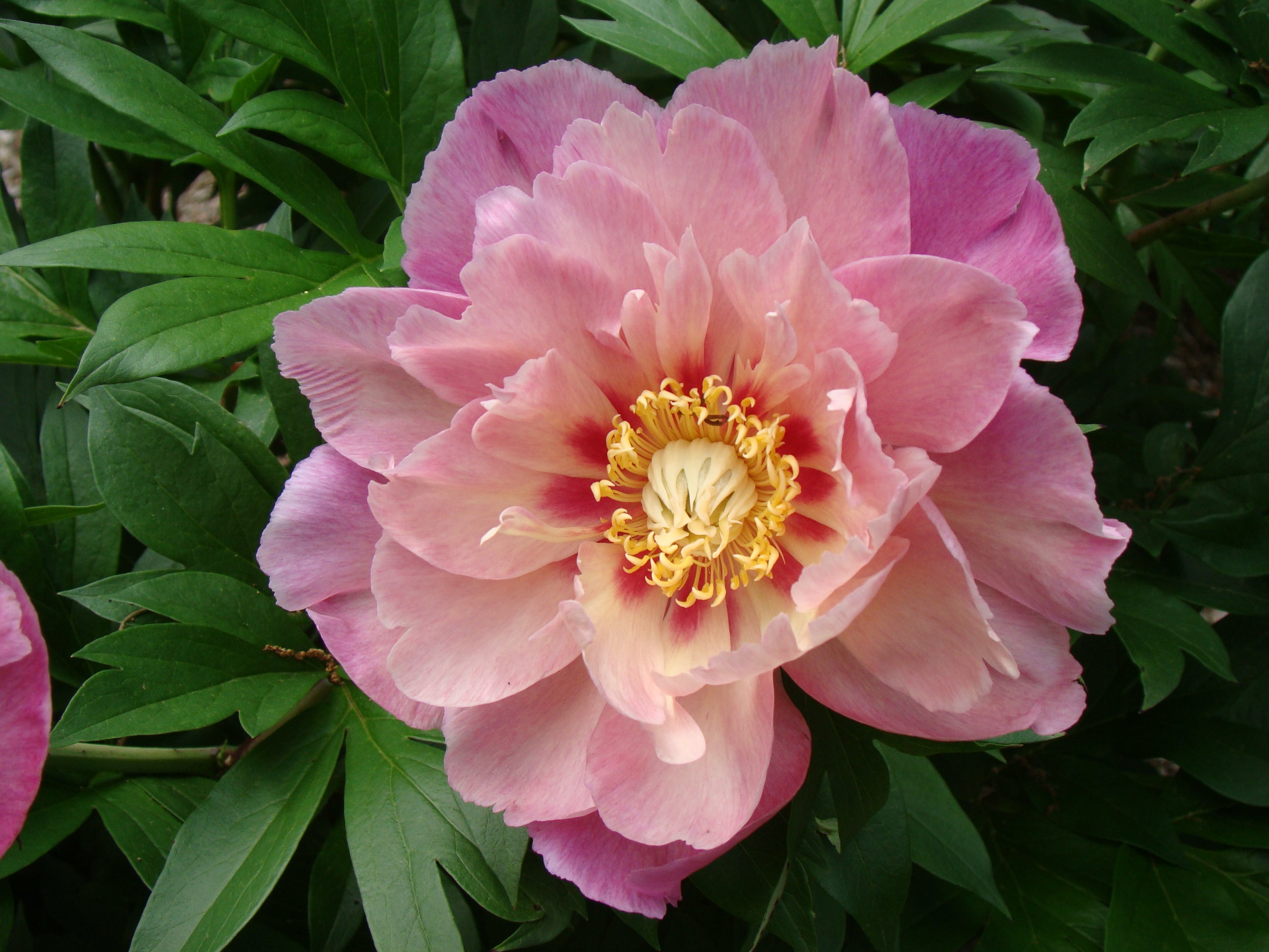 Paeonia Garden Candy® Sweet Treat™ 1 gallon plant