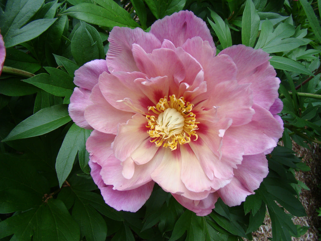 Paeonia Garden Candy® Sweet Treat™ 1 gallon plant