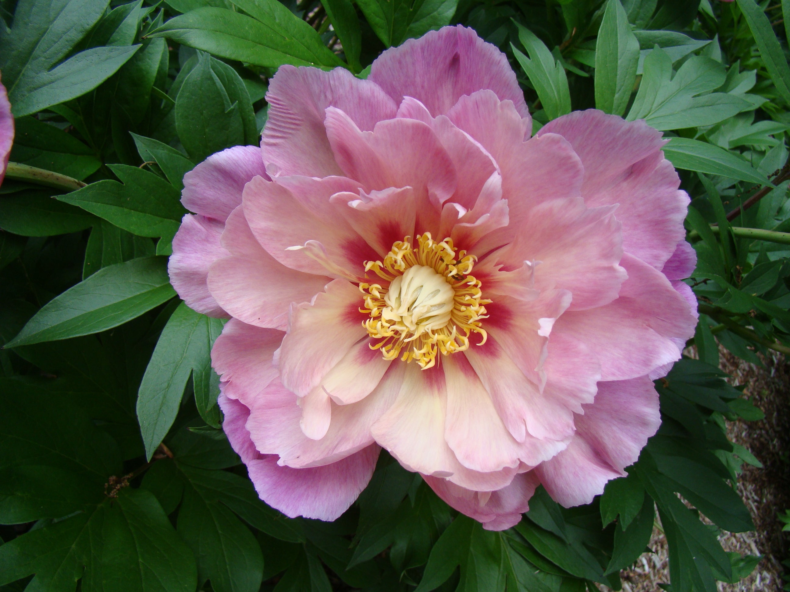Paeonia Garden Candy® Sweet Treat™ 1 gallon plant