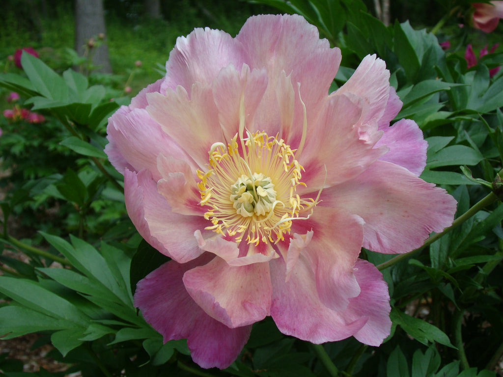Paeonia Garden Candy® Sweet Treat™ 1 gallon plant