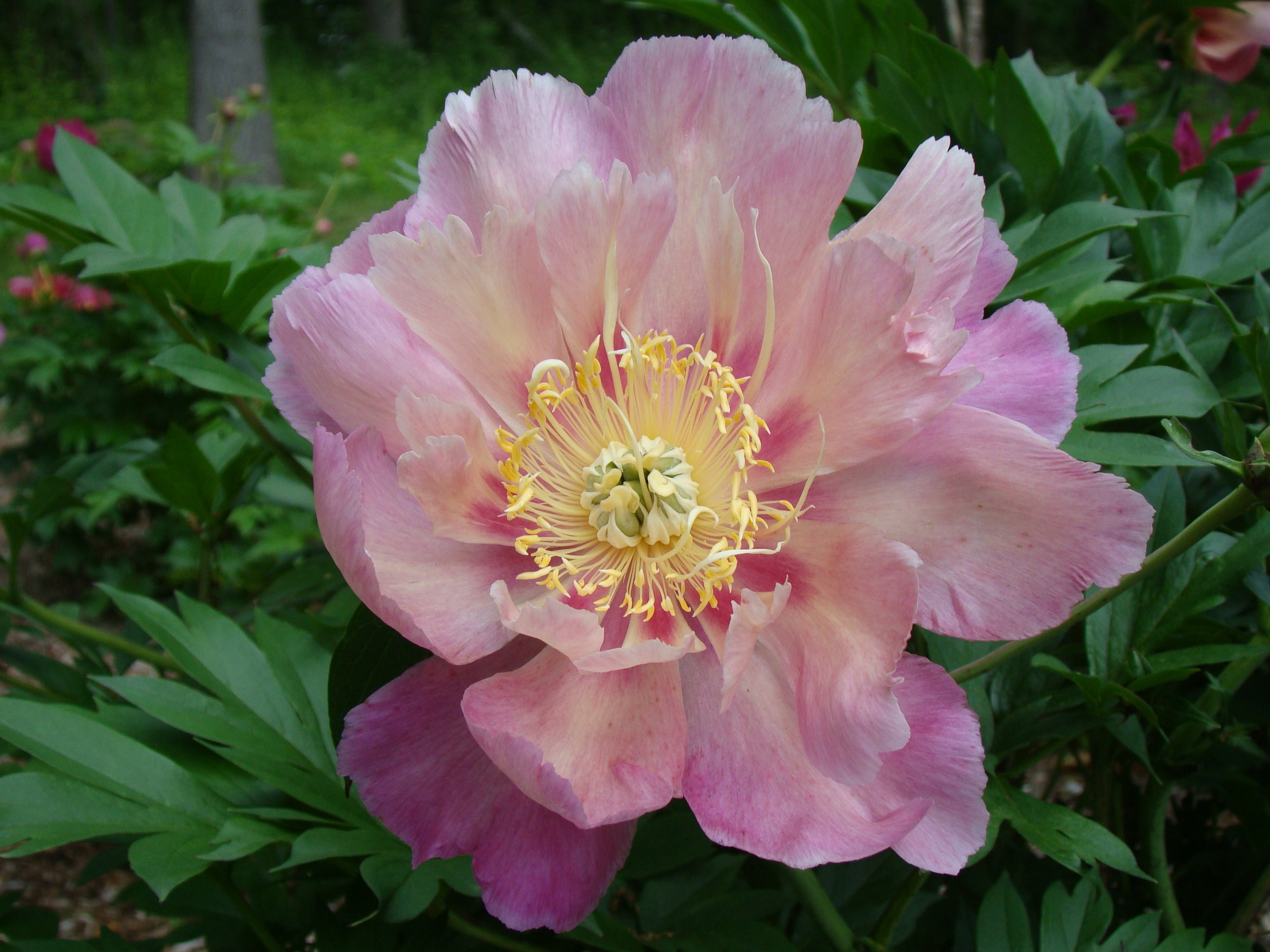 Paeonia Garden Candy® Sweet Treat™ 1 gallon plant