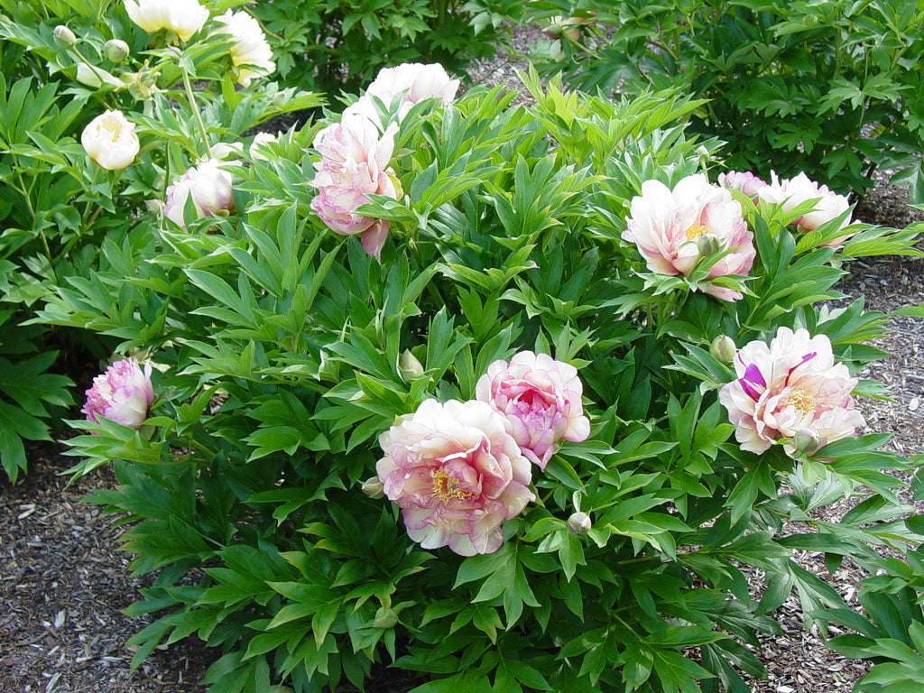 Paeonia Garden Candy® Simply Scrumptious™ 1 gallon