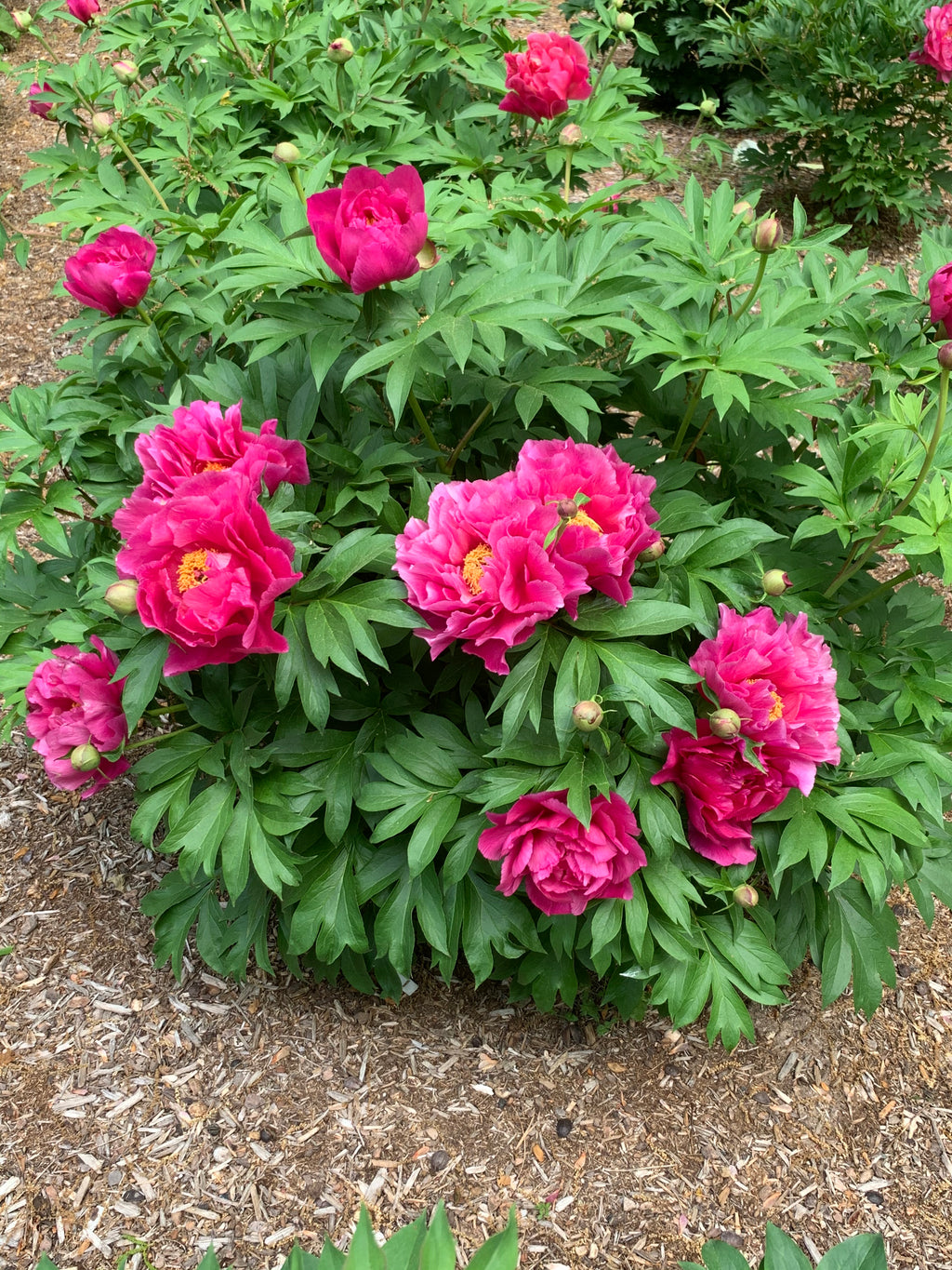 Paeonia Garden Candy® Evie Jane™ - 2 gal
