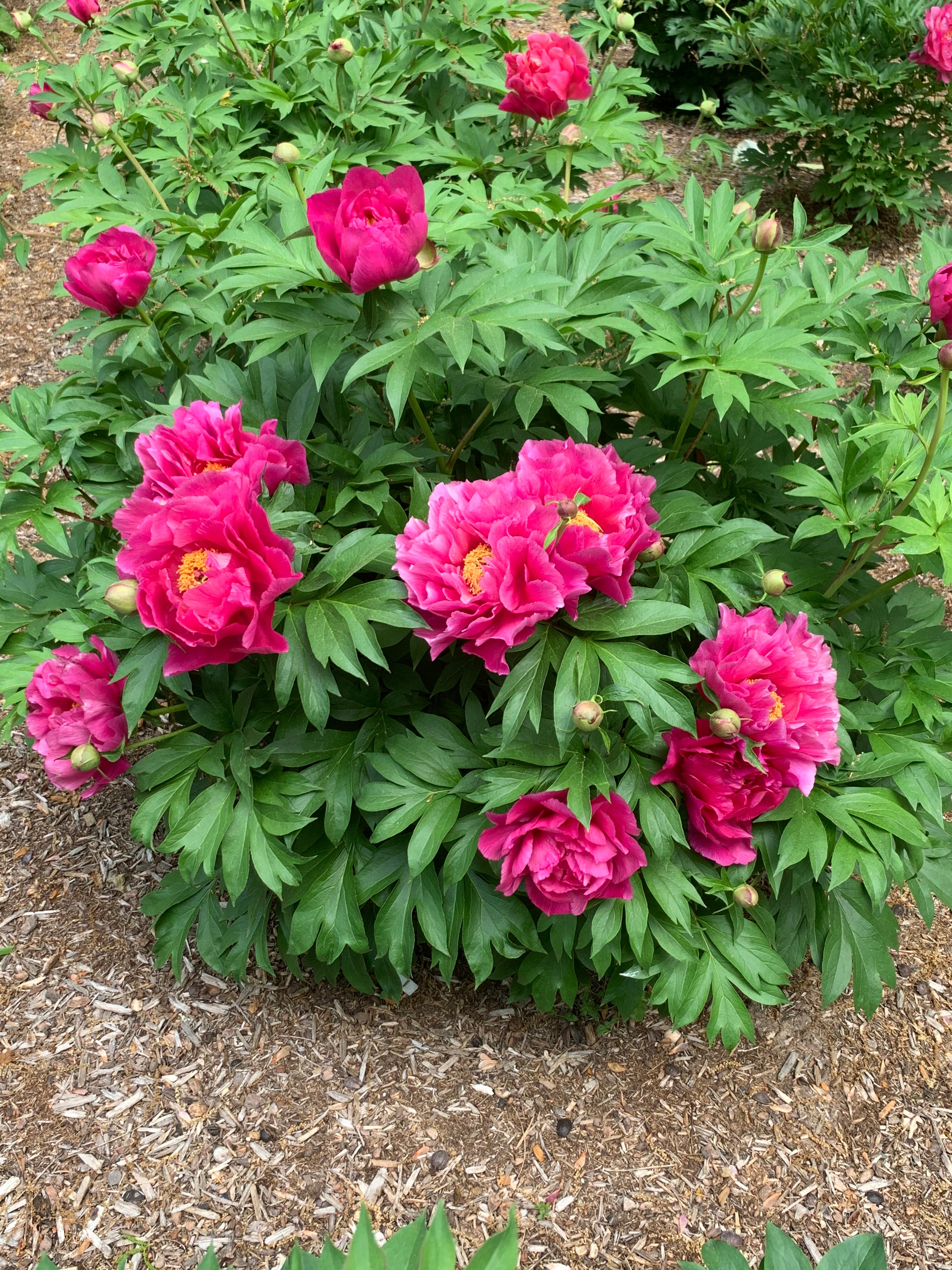 Paeonia Garden Candy® Evie Jane™ - 2 gal