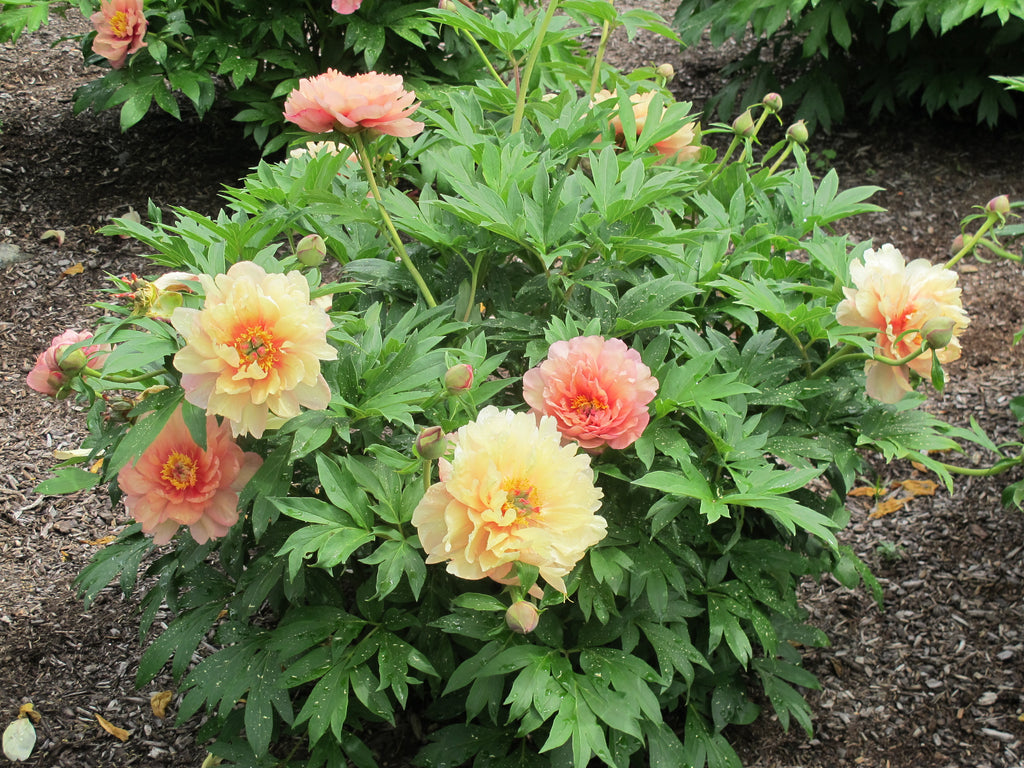Paeonia Garden Candy® Summer Sunset™ 1 gallon plant