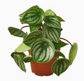Peperomia Watermelon in ceramic pot