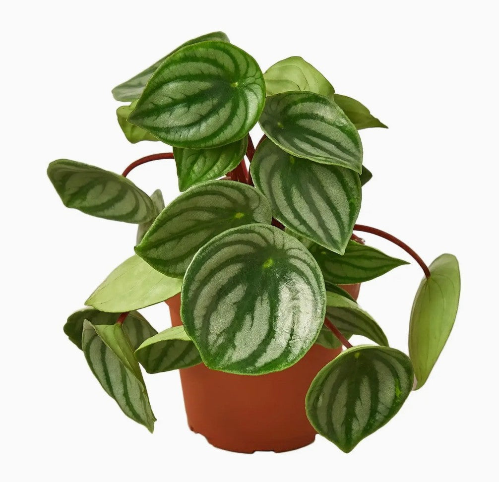 Peperomia Watermelon in ceramic pot
