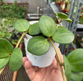 Peperomia 'Hope' - 4" Pot