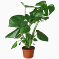 Monstera Split-Leaf 6" pot