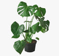 Monstera Split-Leaf 8" pot