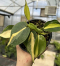 Philodendron ‘Brasil’ – Heartleaf Philodendron (4.5″ Pot)