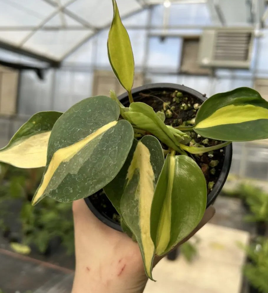 Philodendron ‘Brasil’ – Heartleaf Philodendron (4.5″ Pot)