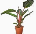 Philodendron 'Congo Rojo' 4" pot