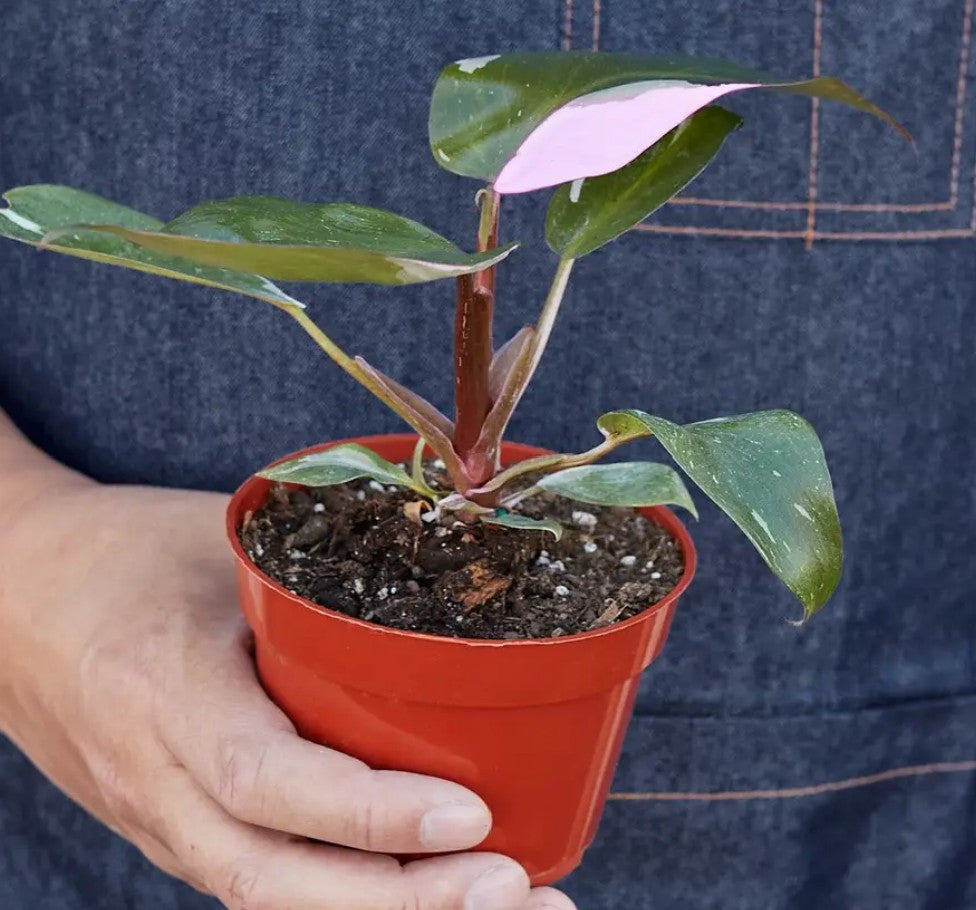 Philodendron 'Pink Princess' - 4" Pot