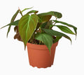 Philodendron 'Velvet' in ceramic pot