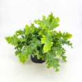 Phlebodium aureum 'Davana' 6'' pot
