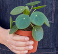 Pilea Peperomioides 'Chinese Money' - 4" Pot