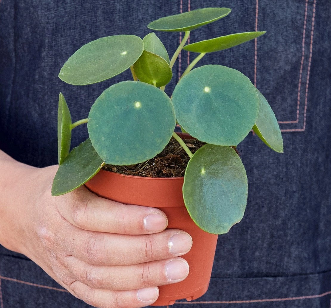 Pilea Peperomioides 'Chinese Money' - 4" Pot