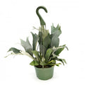 Platycerium bifurcatum - HB 6'' pot