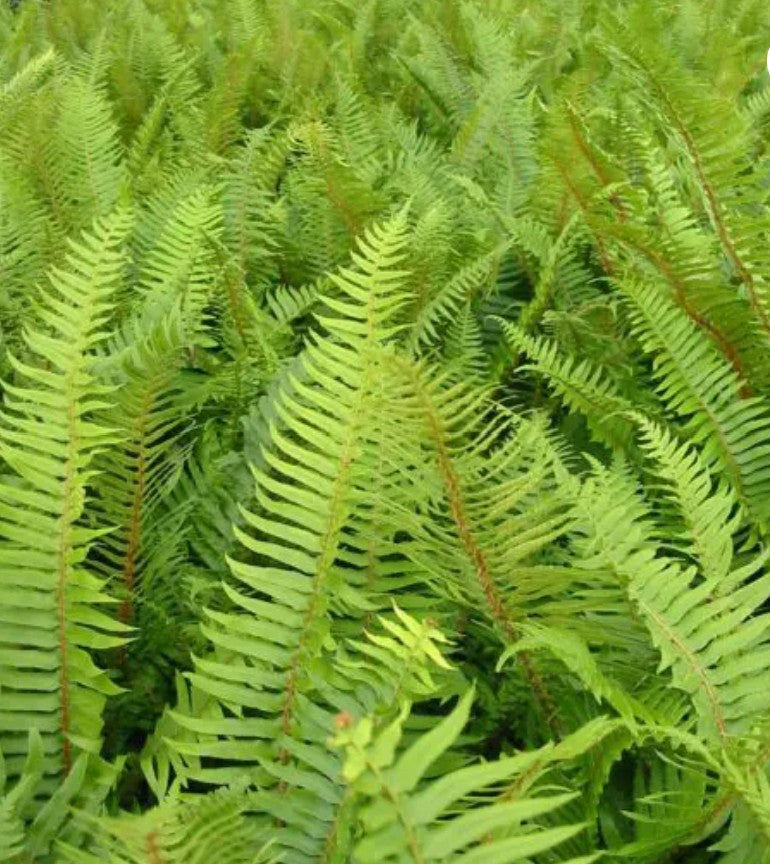 Polystichum munitum – Sword Fern - quart