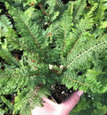 Polystichum setiferum ‘Divisilobum’ – Soft Shield Fern - med pot