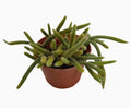 Rat Tail Cactus - 6 inch