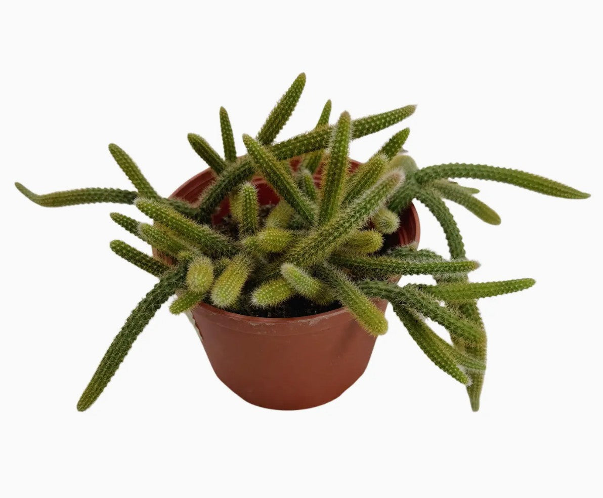 Rat Tail Cactus - 6 inch