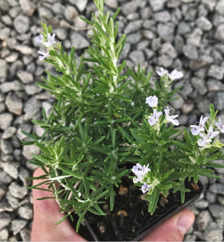 Rosmarinus officinalis ‘Huntington Carpet’ – Creeping Rosemary (3.5″ Pot)