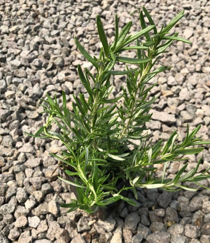 Rosmarinus officinalis ‘Tuscan Blue’ – Rosemary (3.5″ Pot)
