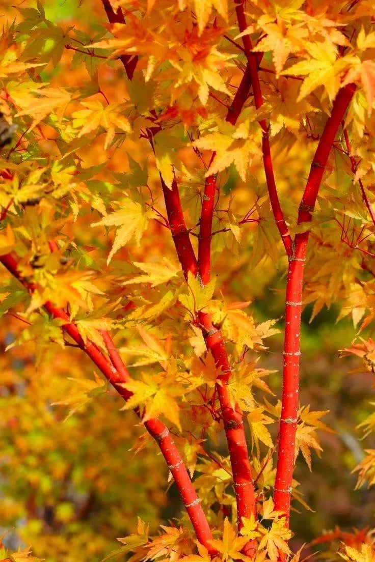 Acer palmatum 'Sango kaku' - #1 gal