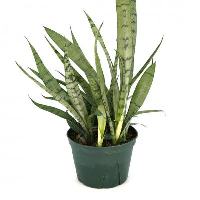 Sansevieria 'Silver Streak' 6'' pot