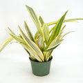 Sansevieria aubrytiana 'Lauren' 6'' pot