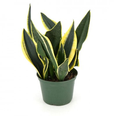 Sansevieria tri. 'Black Gold Superba' 6'' pot