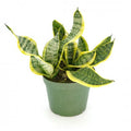 Sansevieria tri. 'Twisted Sister' 6'' pot