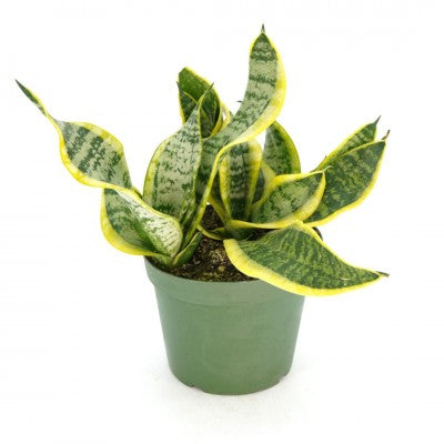 Sansevieria tri. 'Twisted Sister' 6'' pot