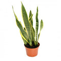 Sansevieria tri. var. laurentii 8'' pot