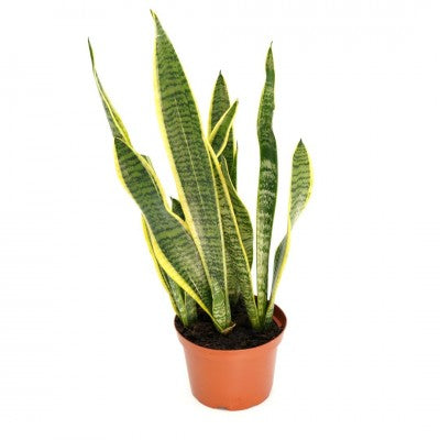 Sansevieria tri. var. laurentii 8'' pot