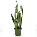 Sansevieria zeylanica 6'' pot