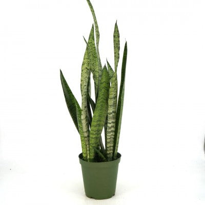 Sansevieria zeylanica 6'' pot