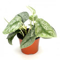 Scindapsus pict. 'Exotica' - upright 6'' pot