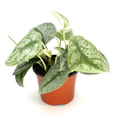 Scindapsus pict. 'Exotica' - upright 6'' pot