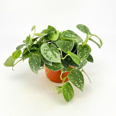 Scindapsus pict. 'Silvery Ann' 6'' pot