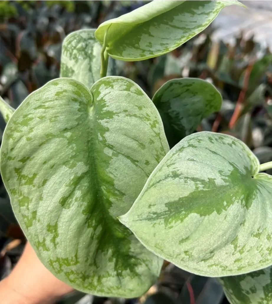 Scindapsus pictus ‘Exotica’ – Satin Pothos - medium pot