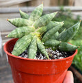 Snake Cylindrica Bonji - 4 inch pot