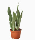 Snake Plant Moonshine in ceramic pot