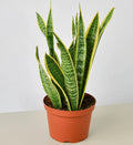Snake Plant 'Laurentii' - 6" Pot