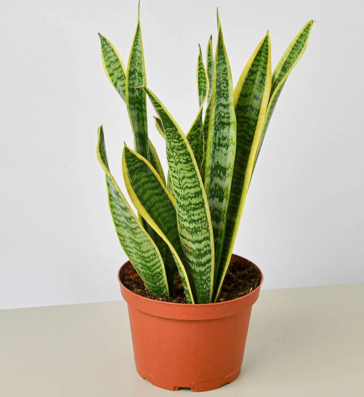 Snake Plant 'Laurentii' - 6" Pot
