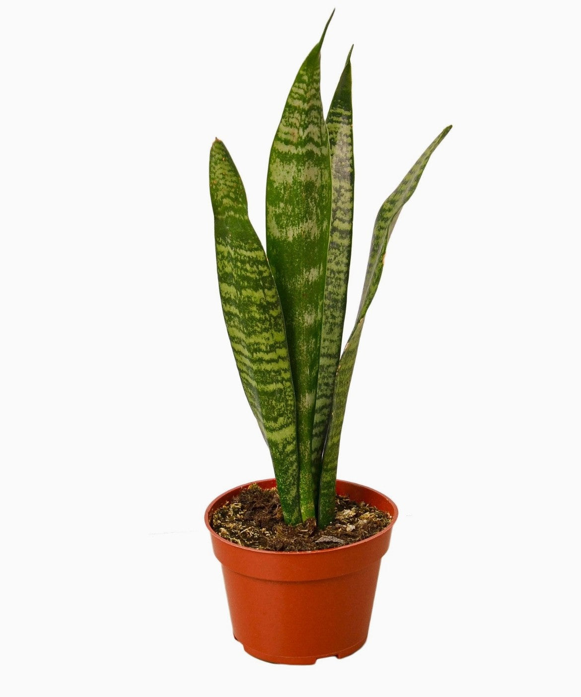 Snake Plant 'Zeylanica' in ceramic pot