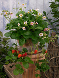 Strawberry Pink Berri Basket  - 10'' hanging basket