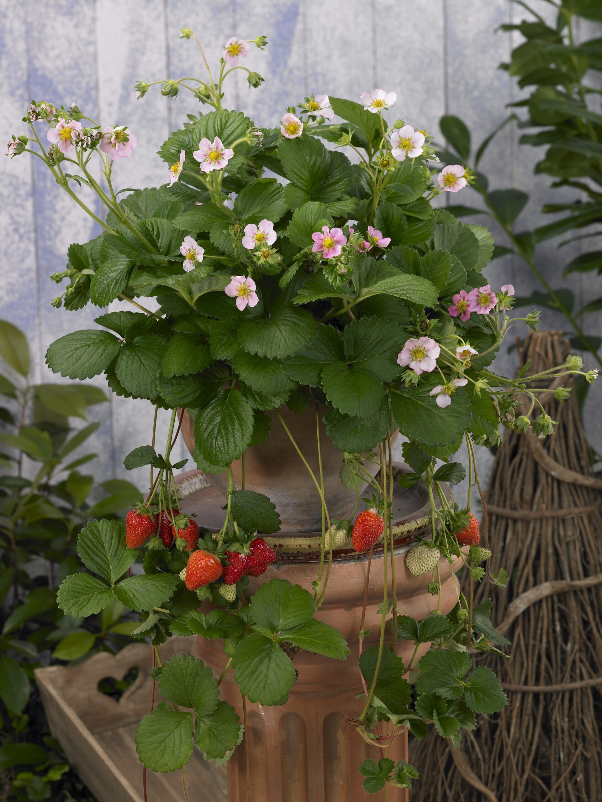Strawberry Pink Berri Basket  - 10'' hanging basket